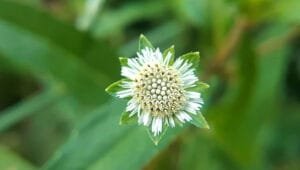 A close-up of a white flower with green leaves.