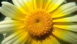 A close-up of a yellow and white flower.