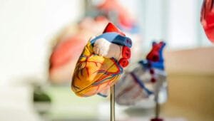 Selective focus photography of a heart organ illustration.